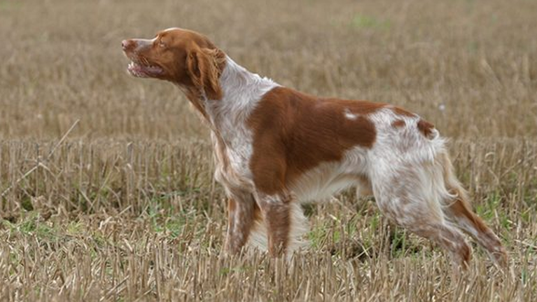 Θεσσαλονίκη: Παράνομο εμπόριο με κυνηγόσκυλα ερευνά ο εισαγγελέας- Πωλούνται έως και 4 χιλιάδες ευρώ