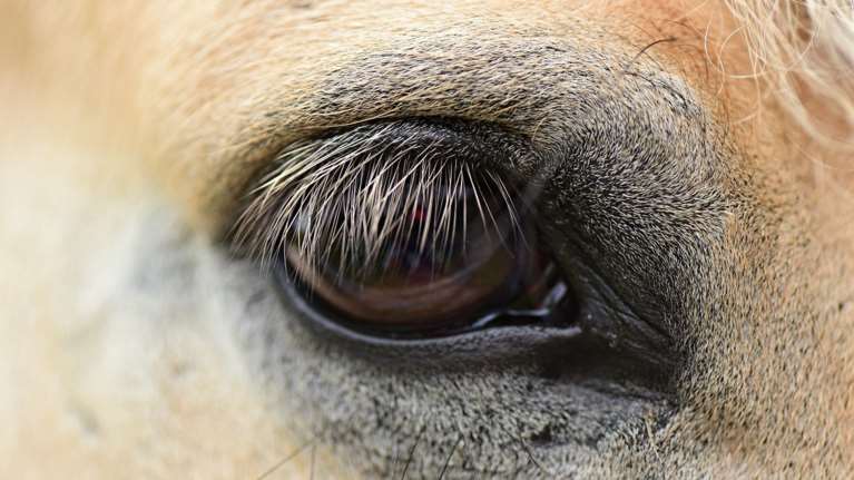 Παγκόσμια Hμέρα Ζώων: Aφύπνιση, χρέος, καθήκον, σεβασμός και αγάπη
