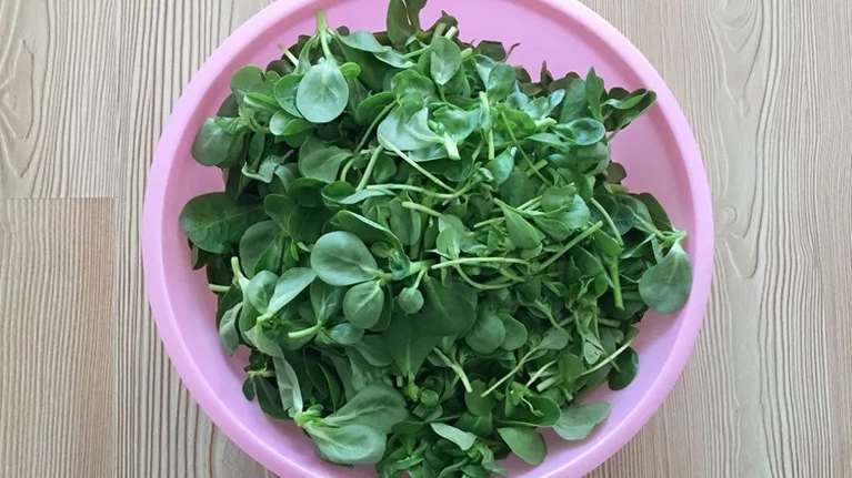 Γλιστρίδα: Το καλοκαιρινό βότανο με τα περισσότερα ωμέγα-3 - Όλα τα οφέλη της σύμφωνα με τον βοτανολόγο