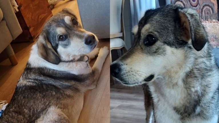 Επείγον: Χάθηκε από τον Βαρνάβα στη φωτιά όταν έσπασαν την πόρτα να βγάλουν τους σκύλους