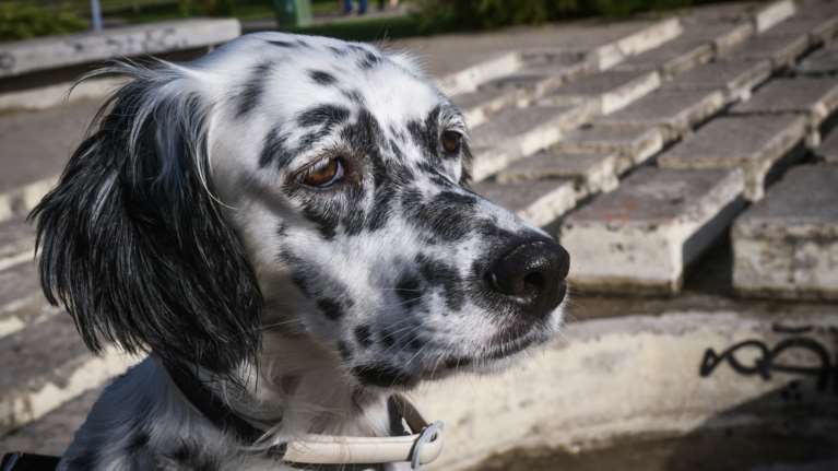 Νέα κτηνωδία: Ζωοκλέφτες κρέμασαν σκυλάκι στην Κρήτη και όσο ξεψυχούσε ένα άλλο έκλαιγε από κάτω