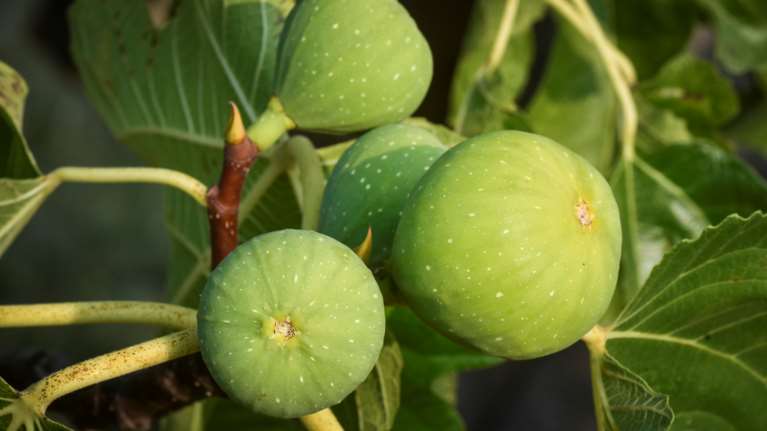 Απίστευτο επεισόδιο στην  Αχαΐα: Τον μαχαίρωσε επειδή έκοβε σύκα από την αυλή!