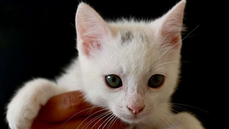 Είμαι η Χιονάτη, φυσικά και είμαι κούκλα - Δεν υπάρχουν αντιρρήσεις έτσι;