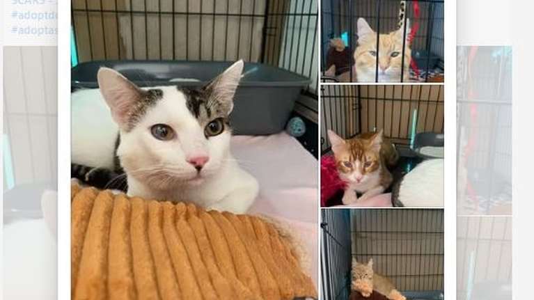 Τρυφερά γατοφατσούλια που έχουν σωθεί από τους δρόμους και πολλά άλλα στο Cat Festival