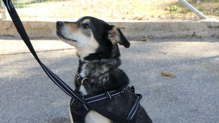 Η Βίλμα είναι το πρώτο σκυλί στο site του Save a Greek Stray: Είναι σκύλος σύντροφος με όλη τη σημάδια της λέξης