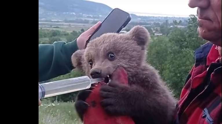 Η Μάρθα επέστρεψε στη φύση: Το ορφανό αρκουδάκι γύρισε στο σπίτι τoυ - Δείτε τη χαρά της στο βίντεο του Αρκτούρου