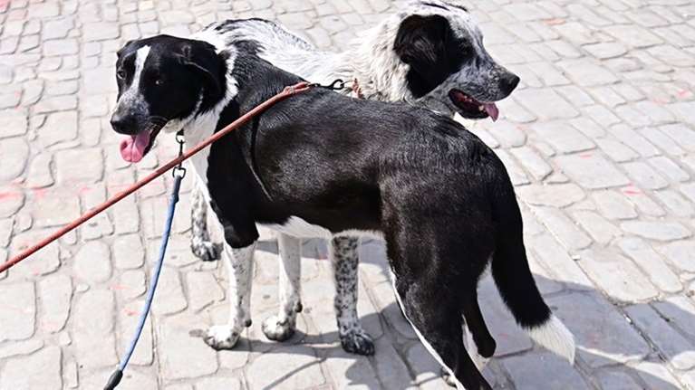 Εχετε δει σκυλάκια να αγαπιούνται; Η Μάρθα και ο Μπίλυ