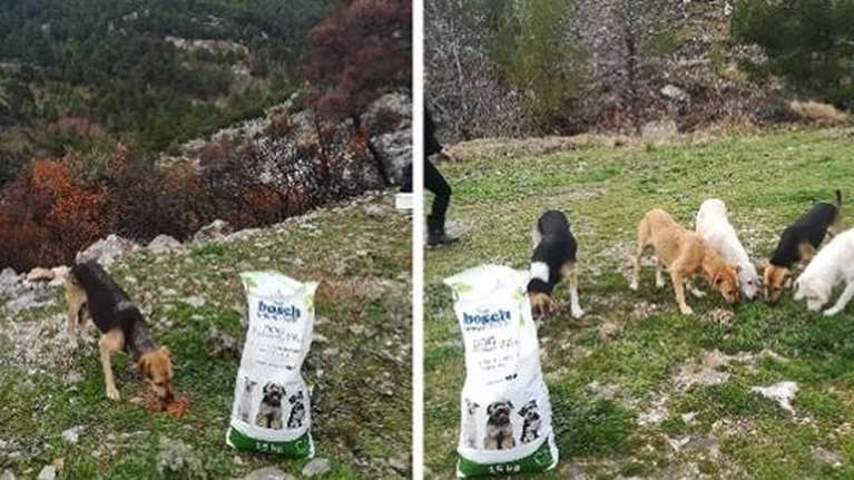 SCARS: Ας βοηθήσουμε όλοι μαζί τα αδέσποτα ζώα της Πάρνηθας: Βοηθάμε αυτούς που βοηθούν