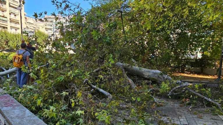 Τραγωδία στο Ρέθυμνο: Νεκρός 43χρονος που καταπλακώθηκε από δέντρο -  Απεγκλωβίστηκε από συγχωριανούς του