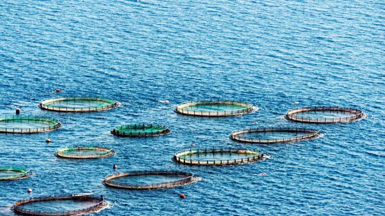 SOS από τη Σαλαμίνα: Σχεδιάζουν τον 25πλασιασμό της έκτασης των ιχθυοκαλλιεργειών - Θα καταστραφούν οι παραλίες του νησιού