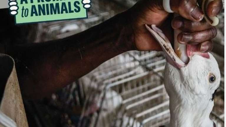 A Promise to Animals: Ευκαιρία για τη Γαλλία να αποδείξει ότι οι βάναυσες πρακτικές παρασκευής του φουά γκρα δεν έχουν σχέση με τα ολυμπιακά ιδεώδη