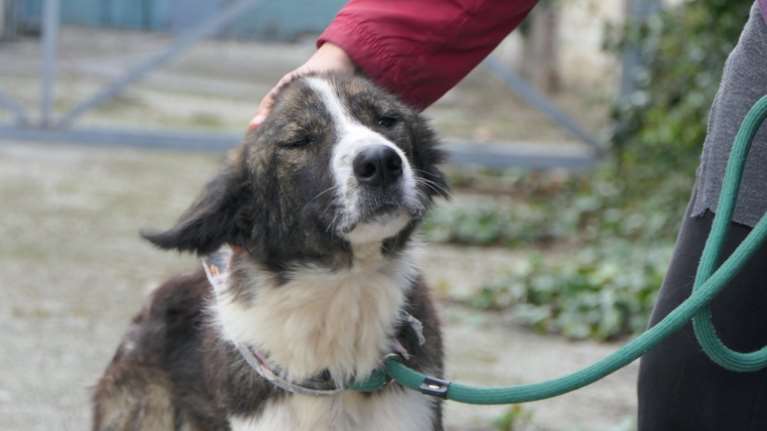 Της πήρε καιρό να συνέλθει - Μια σκυλίτσα που έμοιαζε λες και είχε ξεχάσει ότι ζει, και απλά στεκόταν στα πόδια της