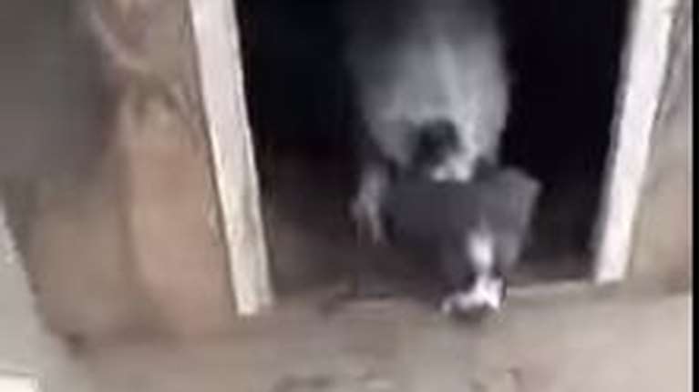 Ορεστιάδα: Η αγωνία να σώσει το κουτάβι του από το πλημμυρισμένο σπίτι τελευταία στιγμή [Βιντεο]