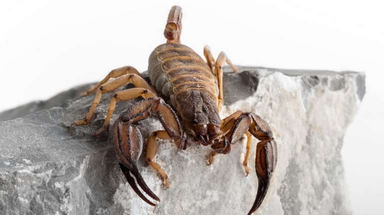 Απίστευτο περιστατικό στα Τρίκαλα: Σκορπιός τσίμπησε εργαζόμενο - Πώς τον έσωσε συνάδελφός του