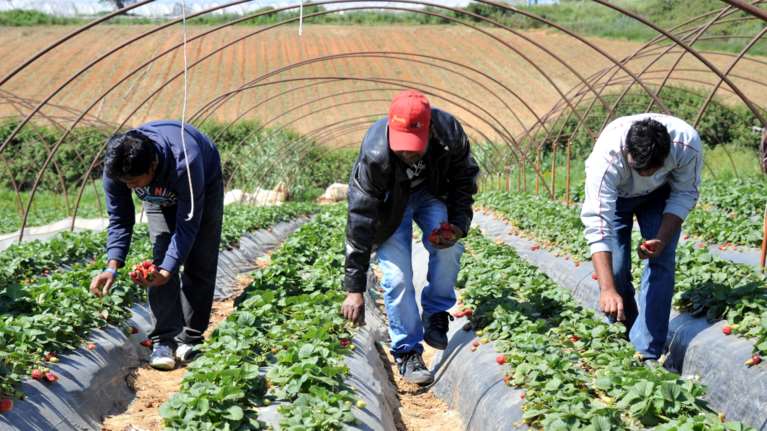 Ηλεία: Καταγγελία για πρακτικές Μανωλάδας με ξυλοδαρμό μετανάστη [εικόνες]