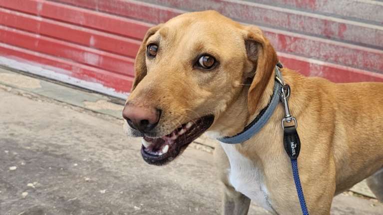 Στις γειτονιές όλο μπετόν, εκεί που δεν υπάρχει άνθρωπος ούτε για δείγμα, εμφανίστηκε σαν φάντασμα.... Σε κοιτάει μέσα στα μάτια σαν να λέει "ήρθες επιτέλους;"