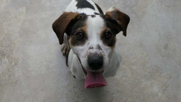 Σώστε ένα αδεσποτάκι: Η Μπατίντα, από την Πρέβεζα, σε κοιτάει στα μάτια και τρέχει πάνω σου