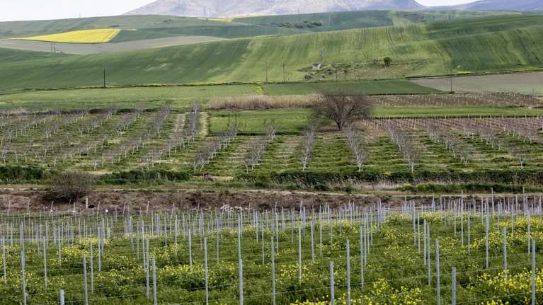 Ηλεία: Φονικός καβγάς μεταξύ εργατών γης στη Βάρδα - 23χρονος σκότωσε 24χρονο