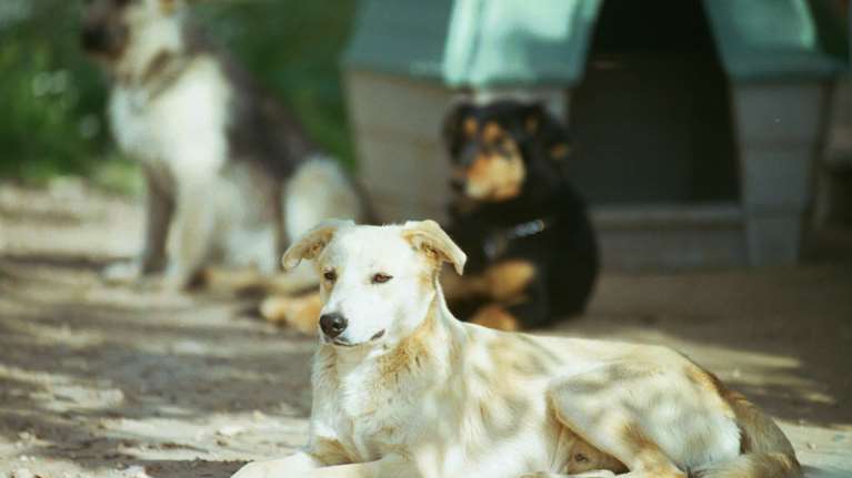 Το πρώτο Φεστιβάλ Φιλοζωίας στο Πεδίον του Άρεως - Mια συναρπαστική γιορτή με επίκεντρο τους τετράποδους φίλους μας