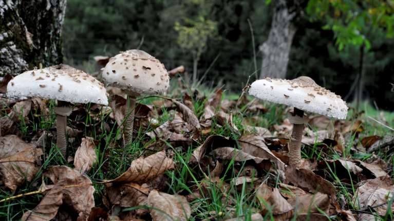 Φλώρινα: Θρήνος στο χωριό του 15χρονου που έφυγε από δηλητηριασμένα μανιτάρια