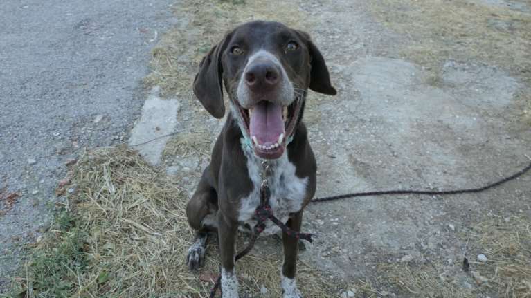 Ο Φλιν είναι σαν κουτάβι - Έχει τον ενθουσιασμό του μωρού, τρέχει ατσούμπαλα και χαρωπά με ένα χαμόγελο μέχρι τα αυτιά