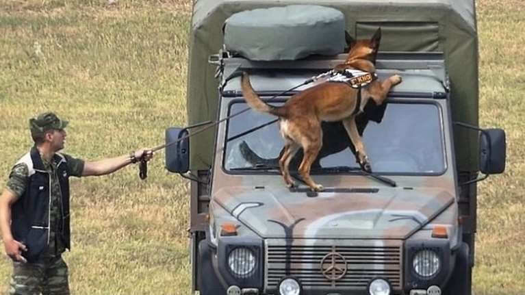 Στρατιώτες των ενόπλων δυνάμεων με …τέσσερα πόδια: Καλούνται να &quot;καταταγούν&quot;  δύο νέες και ένας νέος τετράποδοι φρουροί