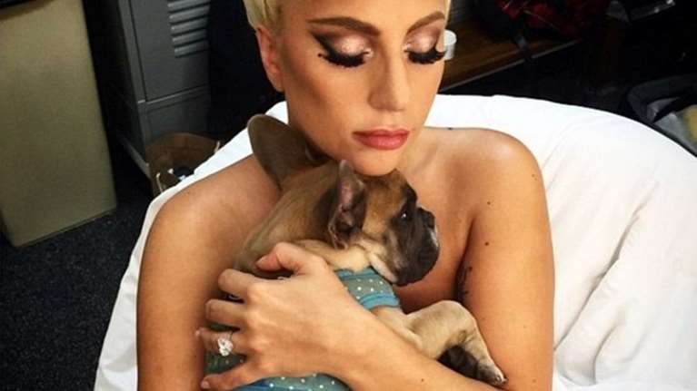Η Lady Gaga  δίνει 500.000 δολ. για τα  δύο σκυλάκια της που κλάπηκαν στο Χόλιγουντ