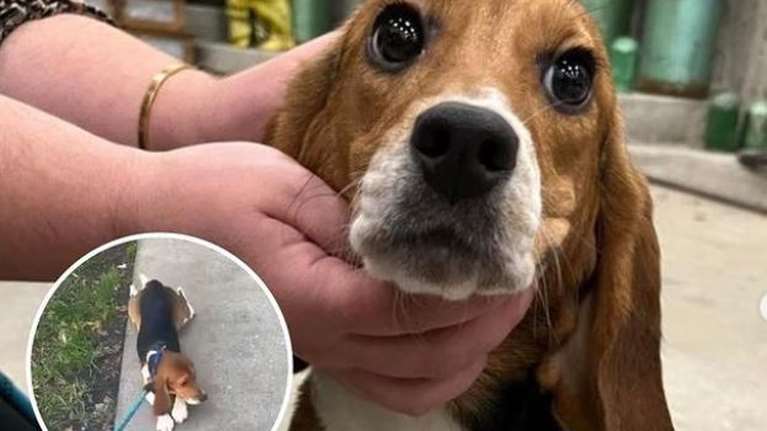 Η πρώτη βόλτα σκυλίτσας μετά τη διάσωσή της από εργαστήριο – Θα βουρκώσετε από την προσπάθειά της [Βίντεο]