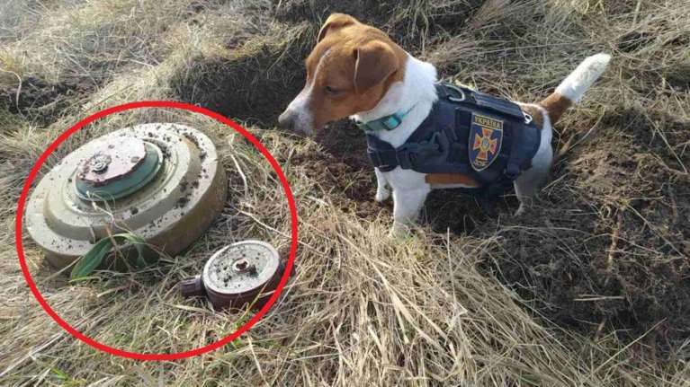 Μικρός Ήρωας: Σκυλάκι Jack Russel μυρίζει και ξεθάβει ρωσικές νάρκες στην Ουκρανία