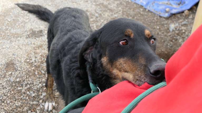 Σώστε ένα αδεσποτάκι: Ο Ρήγας κάποτε είχε σπίτι, τον άνθρωπό του και ήταν ευτυχισμένος