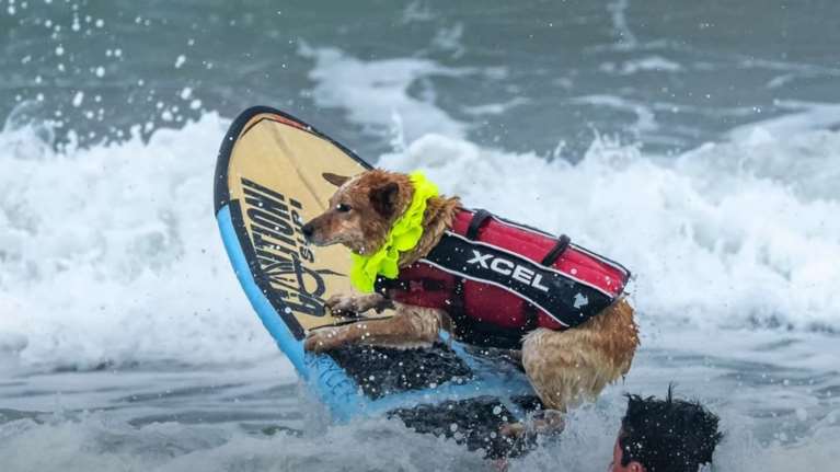 Μπορούν οι σκύλοι να κάνουν σερφ; Και βέβαια μπορούν, και το κάνουν - Δείτε υπέροχες εικόνες - Βίντεο