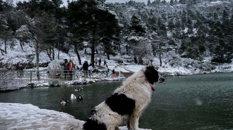 Η κλιματική κρίση ταλαιπωρεί σημαντικά τα ζώα και αυξάνει τον αριθμό νοσημάτων τους - Τι πρέπει να γίνει