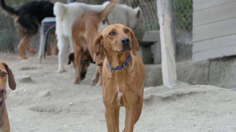 Ο Χάρης ψάχνει σπίτι: Αγαπάει όλους τους ανθρώπους, γνωστούς και αγνώστους - Είναι ένα σκυλί καλό και εύκολο