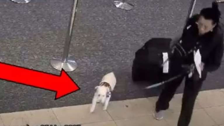 Φρίκη: Έπνιξε τον σκύλο της, όταν της απαγόρευσαν να επιβιβαστεί στο αεροπλάνο