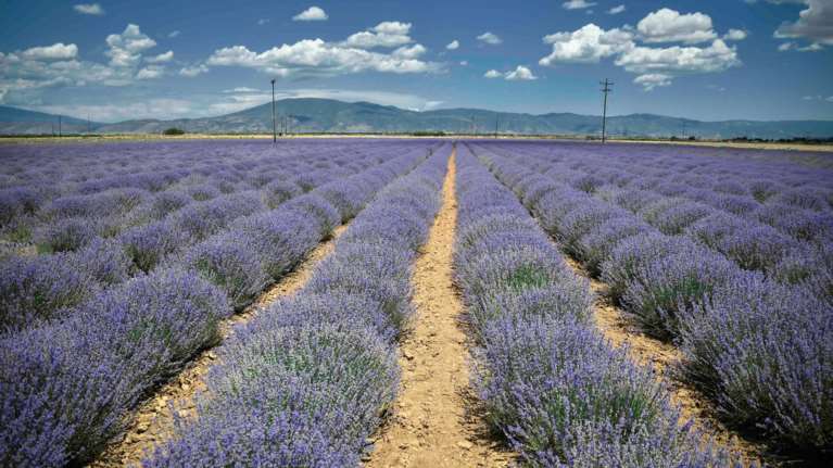 Nέοι Αγρότες: Άνοιξε η πλατφόρμα - Έως 40.000 ευρώ σε κάθε ωφελούμενο - Οι σημαντικότερες αλλαγές