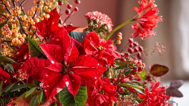 Χριστούγεννα: Επιτραπέζιες διακοσμήσεις με αλεξανδρινά - Λουλουδένια και γιορτινά τραπέζια για κάθε γούστο