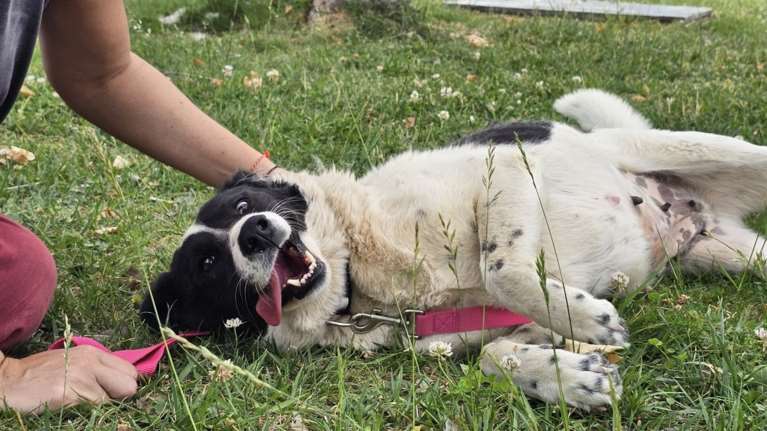 Η Εύα ζούσε σε έναν καταυλισμό. Δεμένη με μια χοντρή και σκουριασμένη αλυσίδα, αδύνατη και δυστυχισμένη
