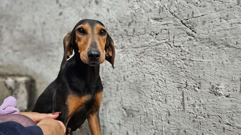 Σώστε ένα αδεσποτάκι: Η Πόπη από το Poppy - Tόσο λεπτεπίλεπτη και εύθραυστη σαν παπαρούνα