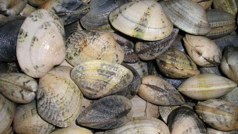 Κατασχέθηκαν 640 κιλά ακατάλληλα όστρακα στην Αλεξανδρούπολη