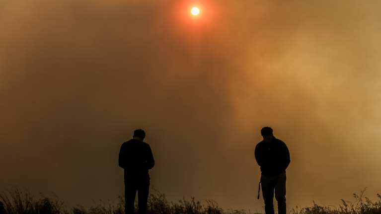 Περιβαλλοντική τραγωδία στον Σχίνο: Ζώα καίγονται ζωντανά - Οι εκκλήσεις για βοήθεια στις πυρόπληκτες περιοχές