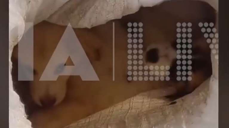 Αποτροπιασμός στην Ηλεία: Eδεσαν πέντε κουτάβια μέσα σε τσουβάλια στον Αλφειό