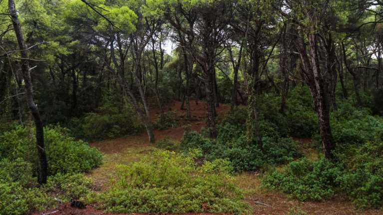 Σέρρες: Θρίλερ με νεκρό 46χρονο σε δασική περιοχή με τραύμα από όπλο