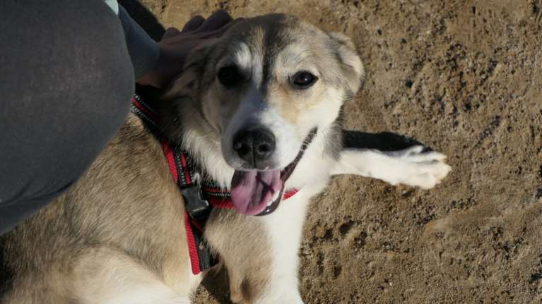 Σώστε ένα αδεσποτάκι: Η Τάρα ή η χαρά της ζωής. Βρέθηκε στις πλημμύρες του Σεπτέμβρη στην Καρδίτσα