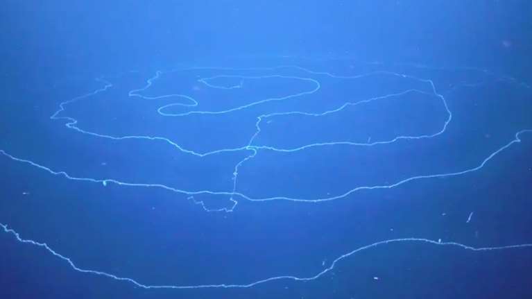 Ανακάλυψαν το μακρύτερο ζώο στη Γη - Έχει μήκος πάνω από 120 μέτρα