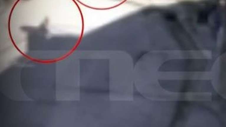 Πρέβεζα: Σκύλος δέχεται πυροβολισμό από άνδρα - Για δυο εκατοστά δεν βρήκε την καρδιά του - Σοκαριστικό βίντεο