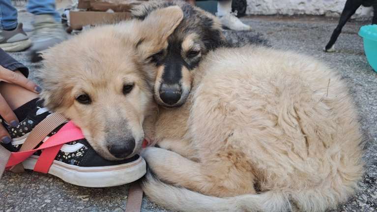 Σώστε ένα αδεσποτάκι: Μπεζές και Κοκ - Φτάνει το δικό σου πρόσωπο να βλέπω όταν ξυπνώ