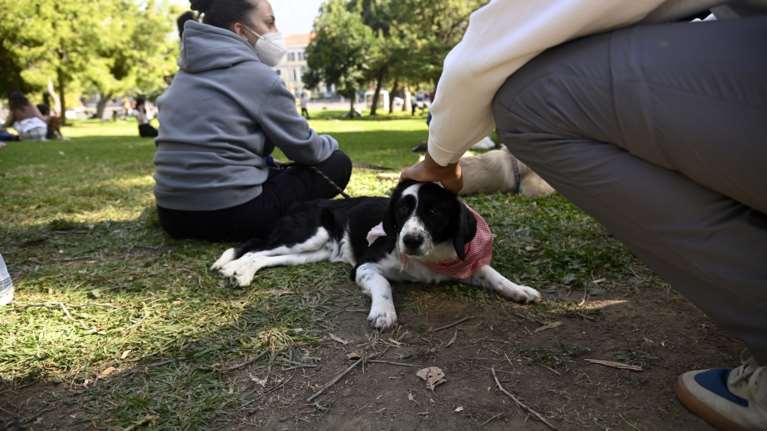 Εντεκα πράγματα που κάνουν οι άνθρωποι και τα μισούν οι σκύλοι