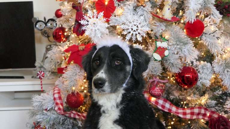 Σώστε ένα αδεσποτάκι: Αναΐς, για να εγκατασταθεί το πνεύμα των Χριστουγέννων στο σπίτι σας