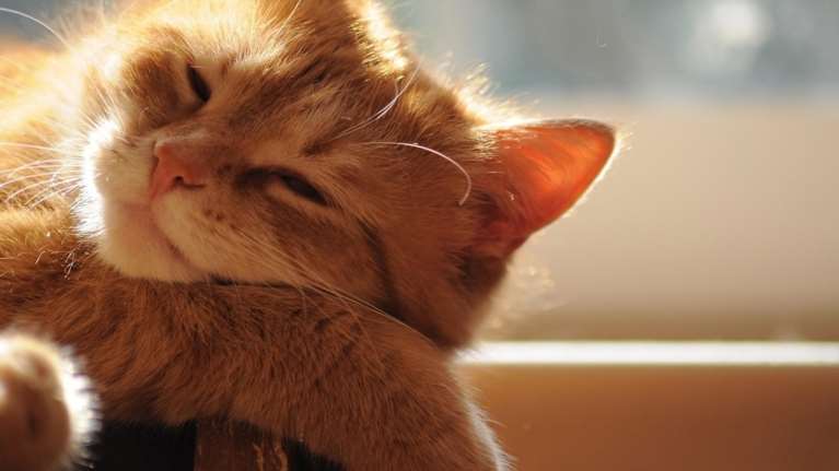 Mια τζιντζεροοικογένεια έξω από το γραφείο ποιο πορτοκαλί και από το πορτοκάλι  - Τι κάνει τόσο τζίντζερ το τρίχωμά τους