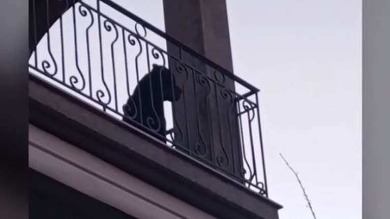 Πατροκτονία στην Εύβοια: Κλεισμένος στο σπίτι χωρίς τροφή για τρεις ημέρες ο σκύλος της οικογένειας - Ειδοποίησαν οι γείτονες